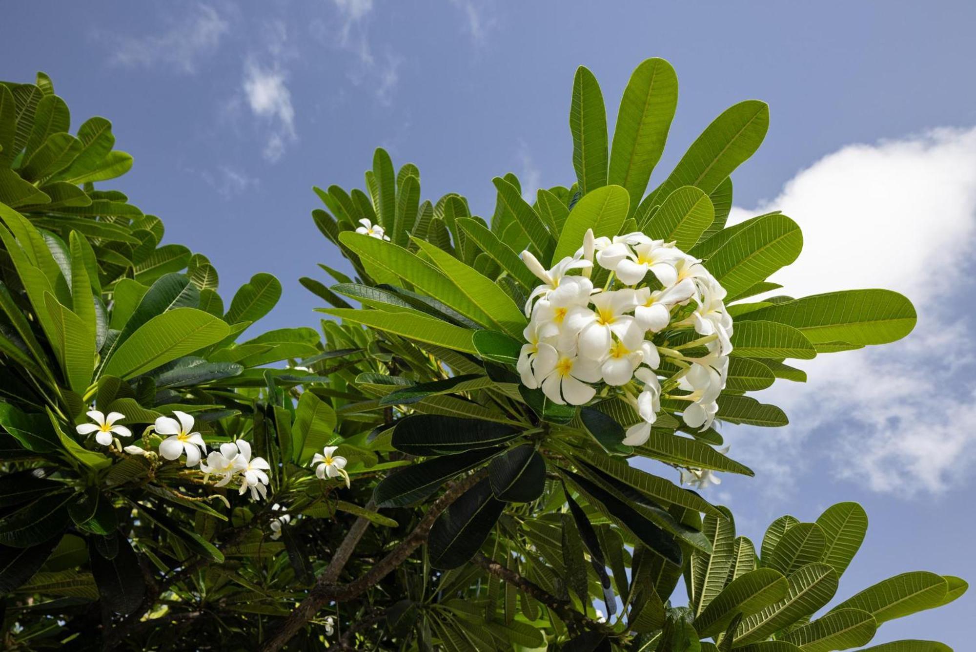 Sandals Grenada All Inclusive - Couples Only Bamboo Εξωτερικό φωτογραφία